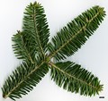 SpeciesSub: subsp. yulongxueshanensis